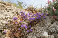 Campanula pelviformis Amoudara 300411 (7)