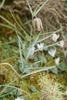 Fritillaria messanensis Thripti 300411 (155)