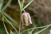 Fritillaria messanensis Thripti 300411 (158)