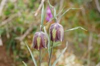 Fritillaria messanensis Thripti 300411 (160)