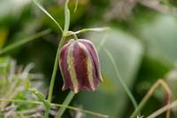 Fritillaria messanensis Thripti 300411 (161)