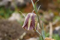 Fritillaria messanensis n Thripti 300411 (154)