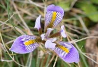 Iris unguicularis ssp cretensis Thripti 300411 (150)