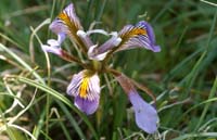 Iris unguicularis ssp cretica n Thripti 300411 (85)