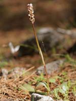 Neotinea maculata Thripti 300411 (5)