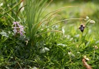 Ophrys ariadnae & Orchis anatolica n Thripti 300411 (114)