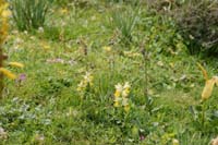 Ophrys ariadnae & Orchis pauciflora n Thripti 300411 (113)