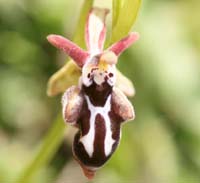 Ophrys ariadnae Thripti 300411 (107)