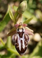 Ophrys ariadnae Thripti 300411 (59)