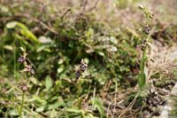 Ophrys ariadnae n Thripti 300411 (100)