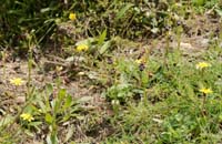 Ophrys ariadnae n Thripti 300411 (101)