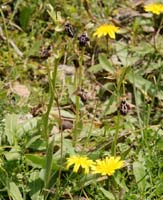 Ophrys ariadnae n Thripti 300411 (102)