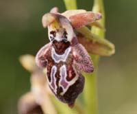 Ophrys ariadnae n Thripti 300411 (105)