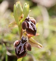 Ophrys ariadnae n Thripti 300411 (106)