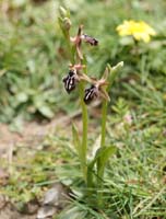 Ophrys ariadnae n Thripti 300411 (107)