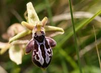 Ophrys ariadnae n Thripti 300411 (53)