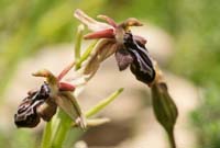 Ophrys ariadnae n Thripti 300411 (54)