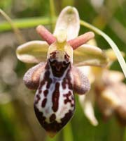 Ophrys ariadnae n Thripti 300411 (60)