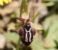 Ophrys ariadnae n Thripti 300411 (95)