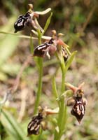 Ophrys ariadnae n Thripti 300411 (97)