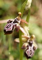 Ophrys ariadnae n Thripti 300411 (98)