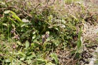 Ophrys ariadnae n Thripti 300411 (99)