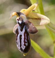 Ophrys ariadnaeThripti 300411 (57)