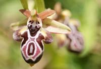 Ophrys ariadnaeThripti 300411 (99)