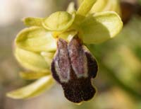 Ophrys creberrima Thripti 300411 (72)