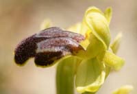 Ophrys creberrima Thripti 300411 (73)