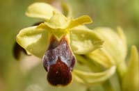 Ophrys cressa n Thripti 300411 (82)