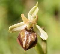 Ophrys cretensis n Thripti 300411 (90)