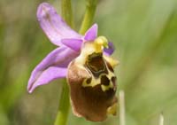 Ophrys episcopalis n Thripti 300411 (80)