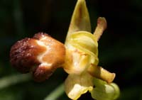 Ophrys fleichmannii Thripti 300411 (12)