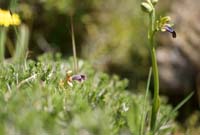 Ophrys fleischmannii & iricolor n Thripti 300411 (42)