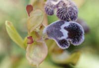 Ophrys fleischmannii Thripti 300411 (13)