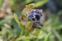 Ophrys fleischmannii Thripti 300411 (14)