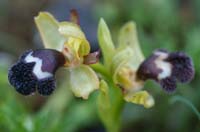 Ophrys fleischmannii Thripti 300411 (24)