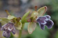 Ophrys fleischmannii Thripti 300411 (39)