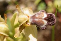 Ophrys fleischmannii n Thripti 300411 (18)