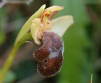 Ophrys fleischmannii n Thripti 300411 (84)