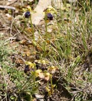 Ophrys iricolor Thripti 300411 (61)