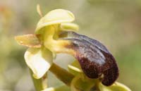 Ophrys iricolor Thripti 300411 (63)