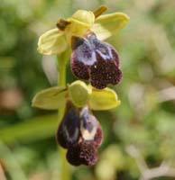 Ophrys iricolor n Thripti 300411 (48)