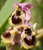 Ophrys leochroma Thripti 300411 (77)