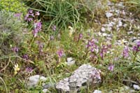 Orchis anatolica & pauciflora n Thripti 300411 (119)