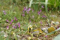 Orchis anatolica & pauciflora n Thripti 300411 (120)