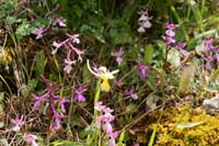 Orchis anatolica & pauciflora n Thripti 300411 (121)