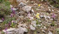 Orchis anatolica & pauciflora n Thripti 300411 (129)