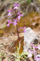 Orchis anatolica Thripti 300411 (127)